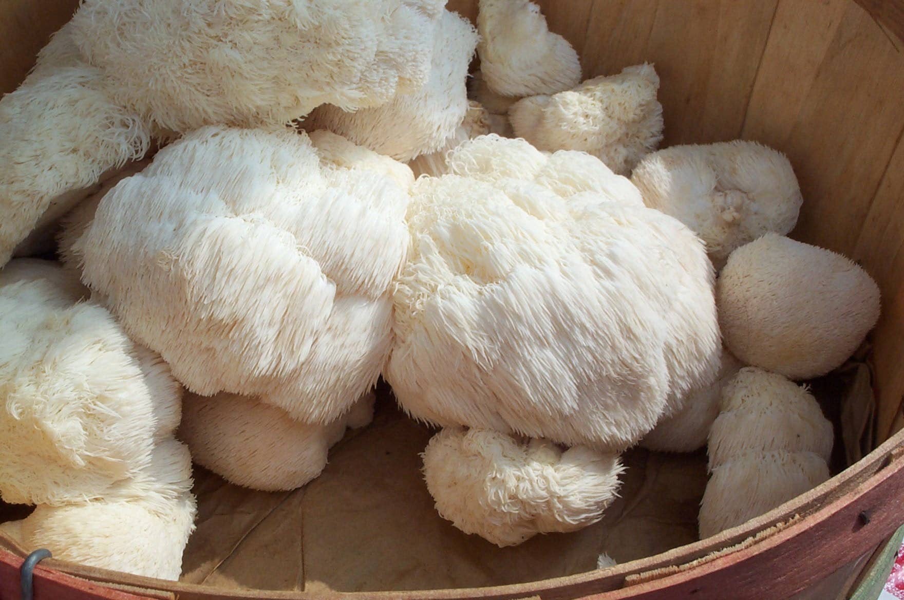 Lions Mane Gourmet Mushroom Growing Kit