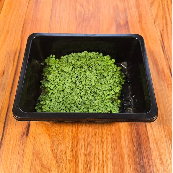 Basil (Genovese)