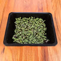 Basil (Bicolor)