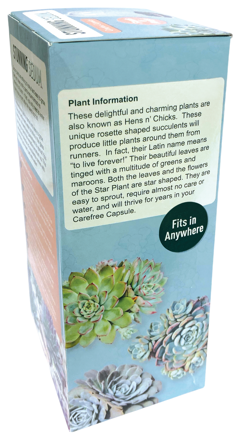 Stunning Sedum Glass Terrarium Seed Starting Kit