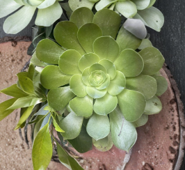 Aeonium Arboreum Succulent Cuttings Set of 3 Large Rosettes 3–10 Inch Unrooted Plants