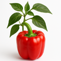 Pepper (Bell) (4x)