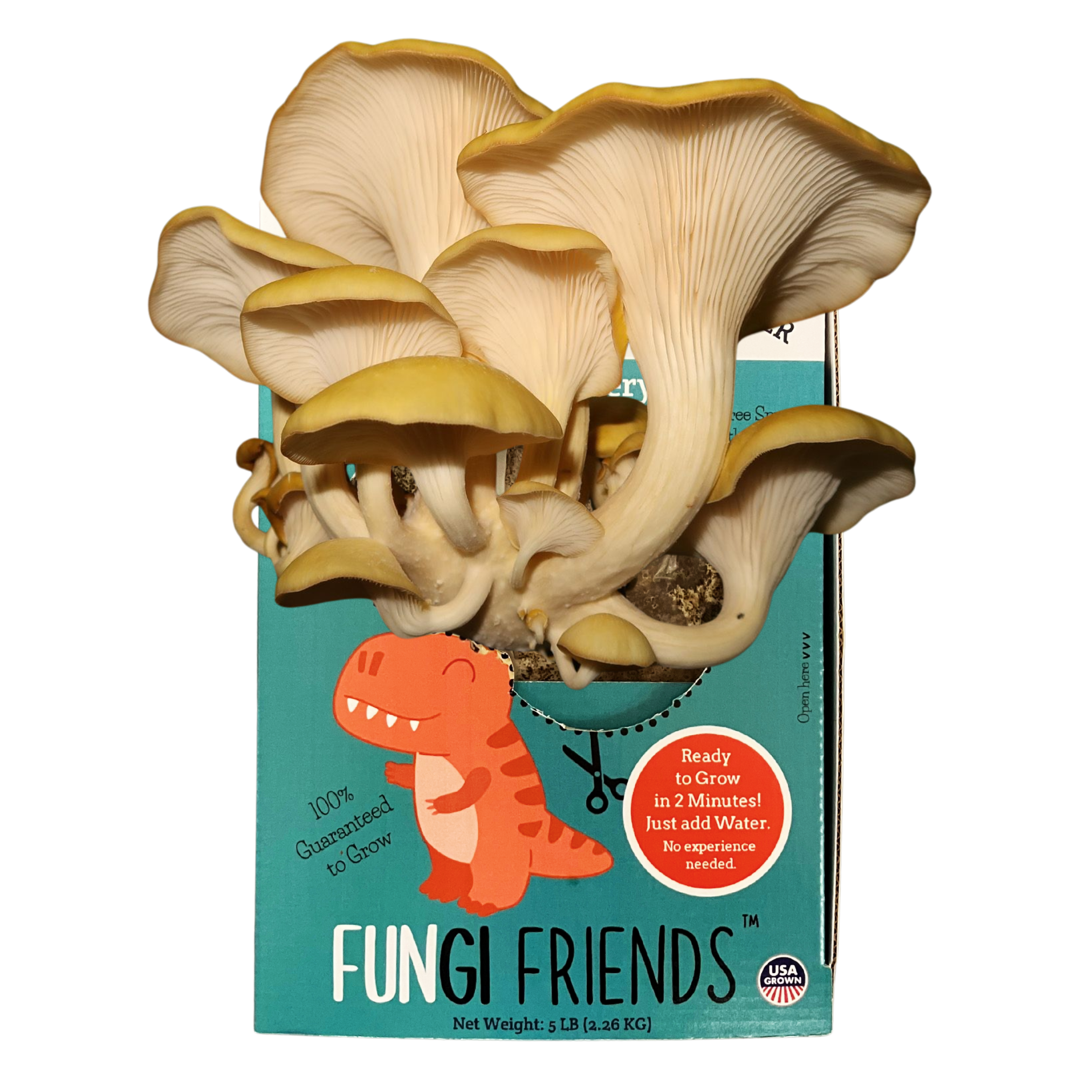 Fungisaurus Rex - Gold Oyster Mushroom Grow Kit - 5 LBS (with box)