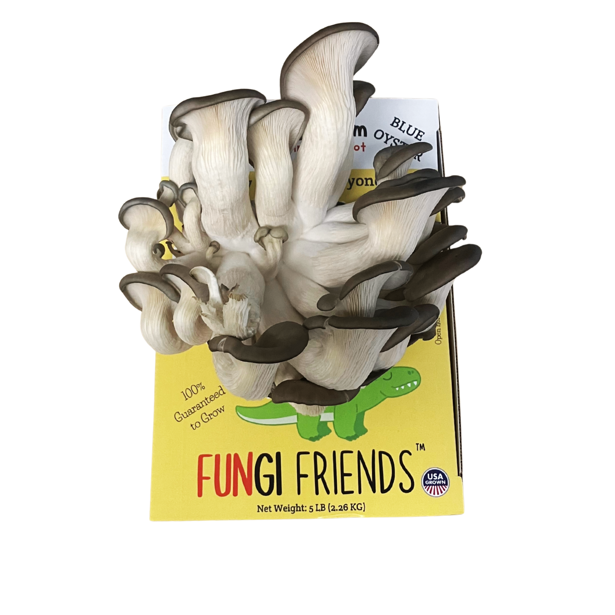 Mushasaurus - Blue Oyster Mushroom Grow Kit - 5 LBS (with box)