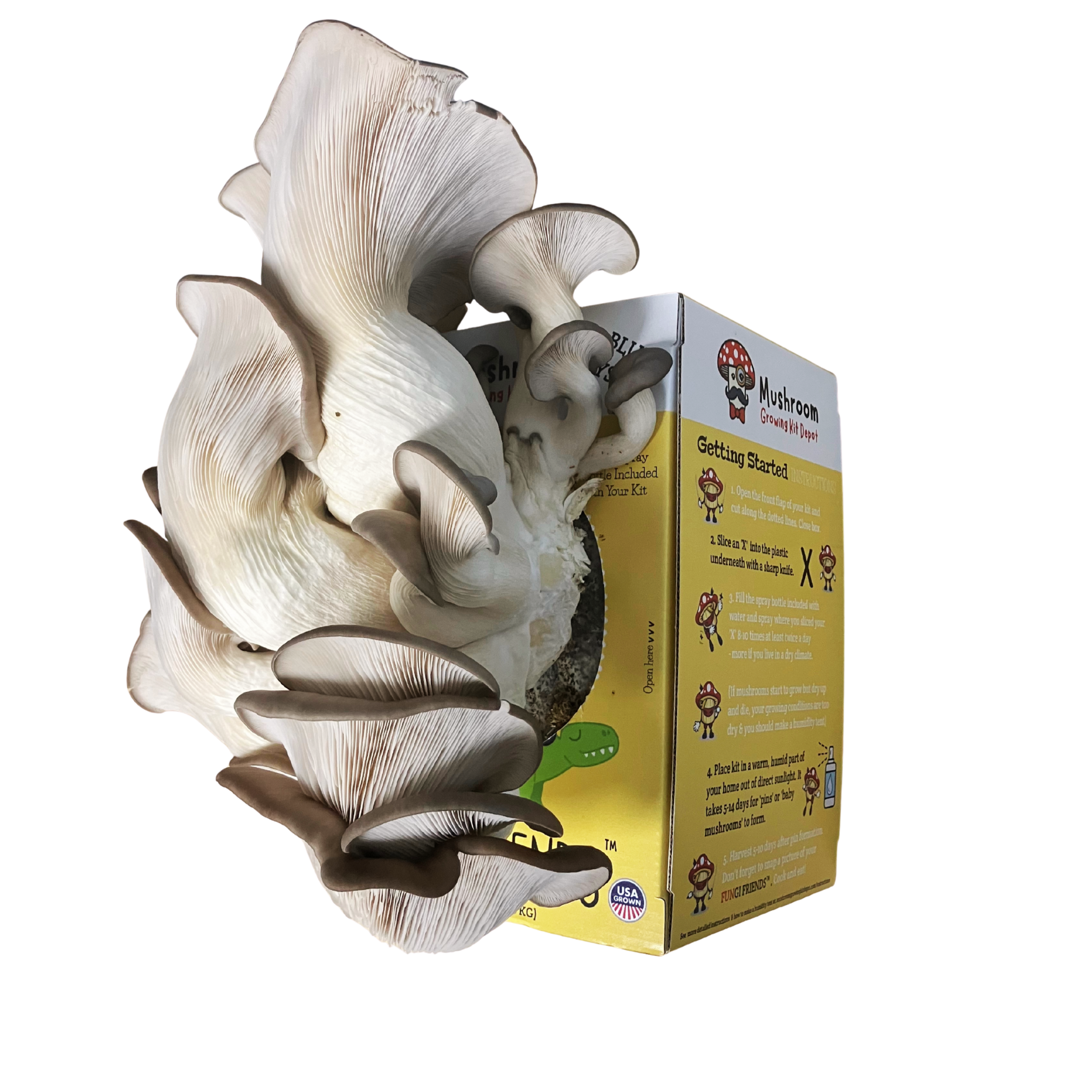 Mushasaurus - Blue Oyster Mushroom Grow Kit - 5 LBS (with box)