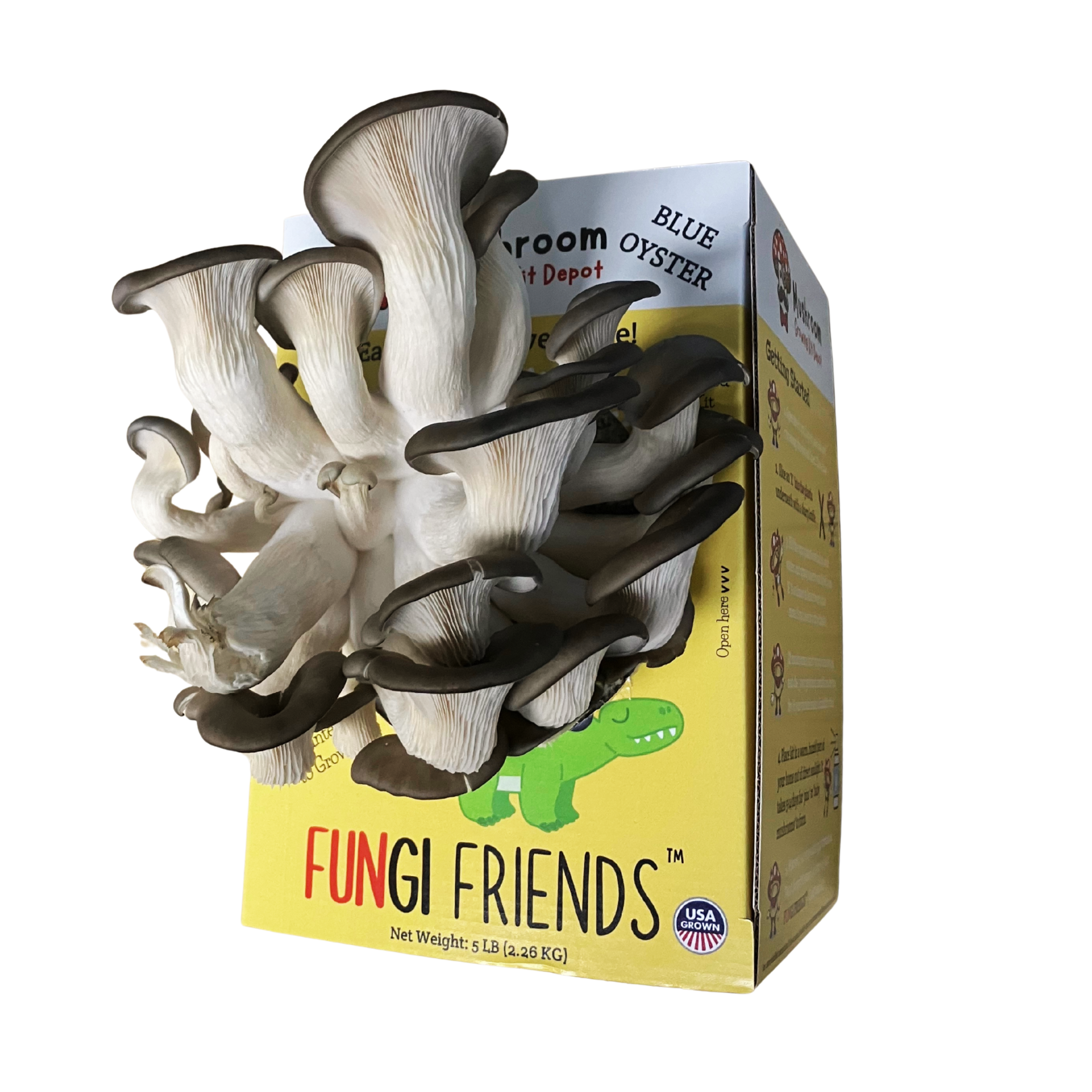 Mushasaurus - Blue Oyster Mushroom Grow Kit - 5 LBS (with box)