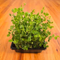 Pea Shoots (Field)