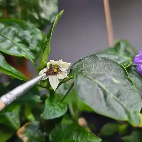 Pollination Brush (1x) (Fruits)