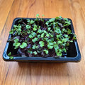 Radish (Confetti Mix)