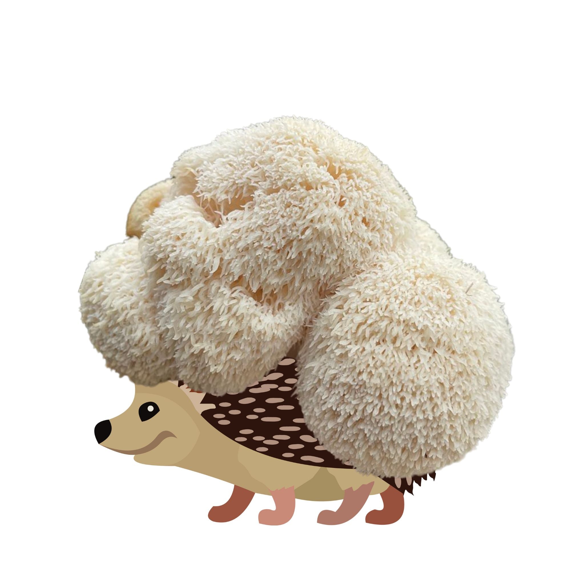 Sporecupine - Lion's Mane Mushroom Grow Kit - 6.5 LBS