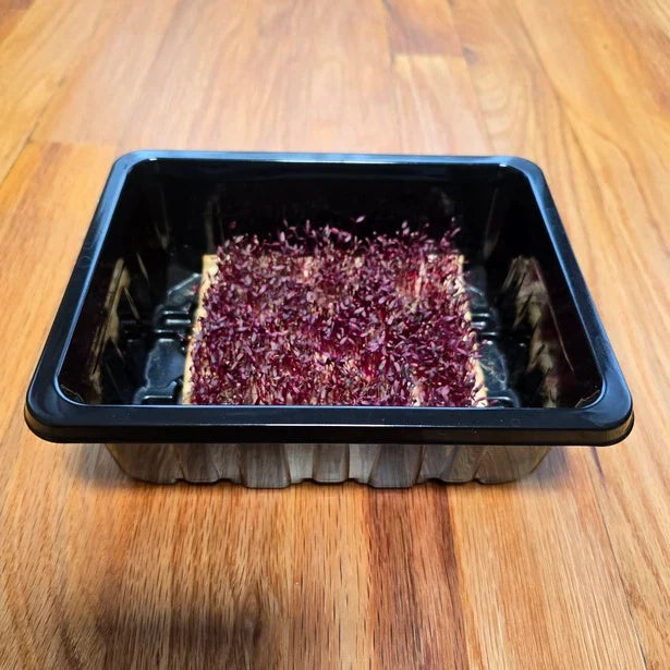 Amaranth (Garnet Red)