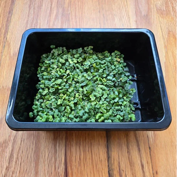 Arugula