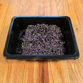 Basil (Red Rubin)