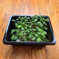 Borage