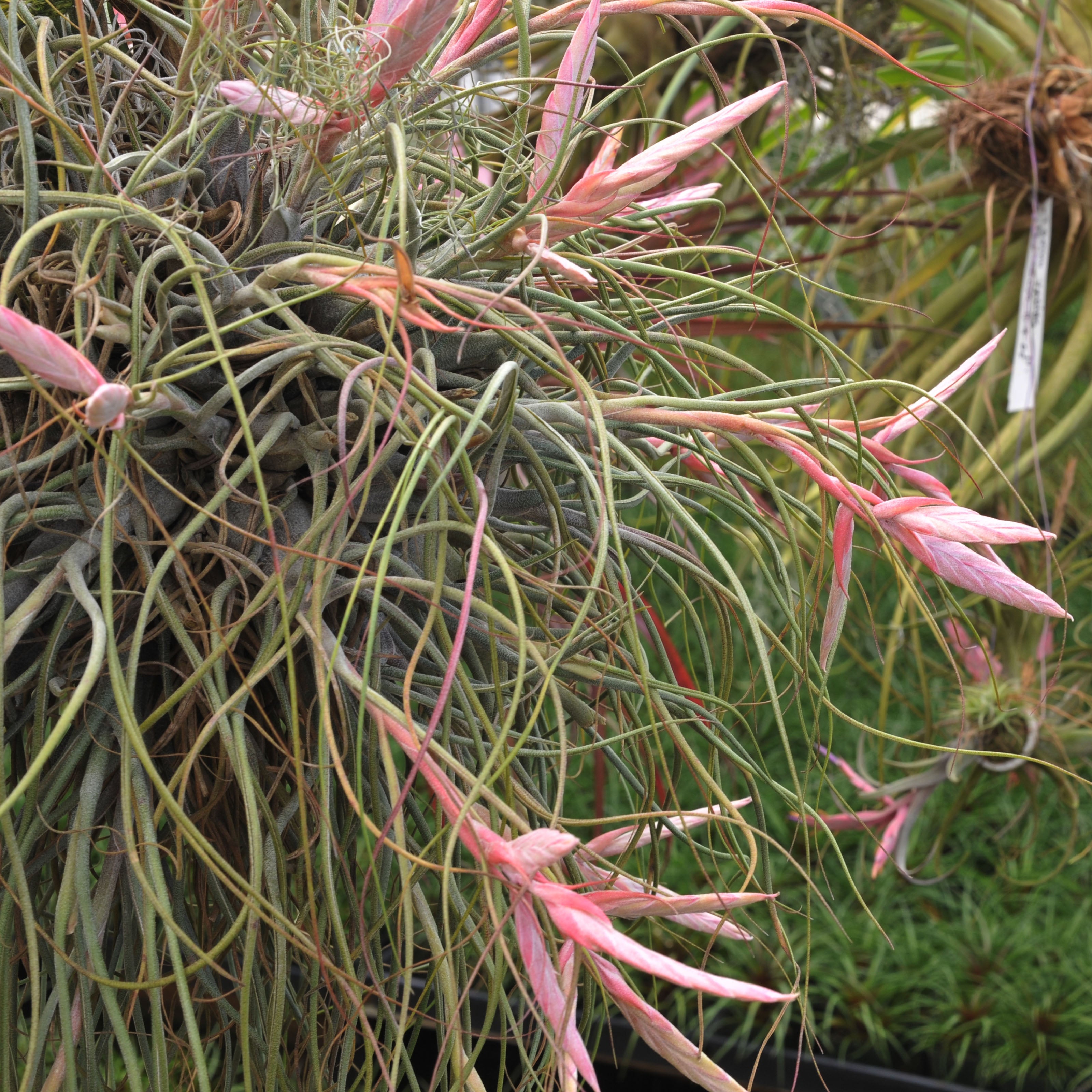 Tillandsia Butzii Air plant