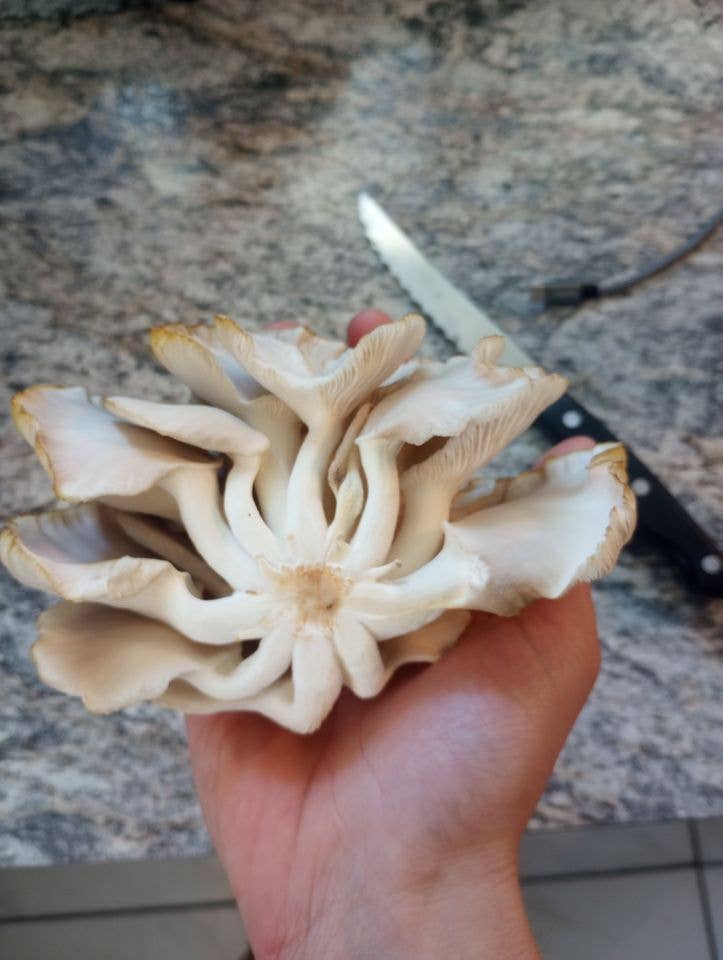 Blue Oyster Mushroom Growing Kit