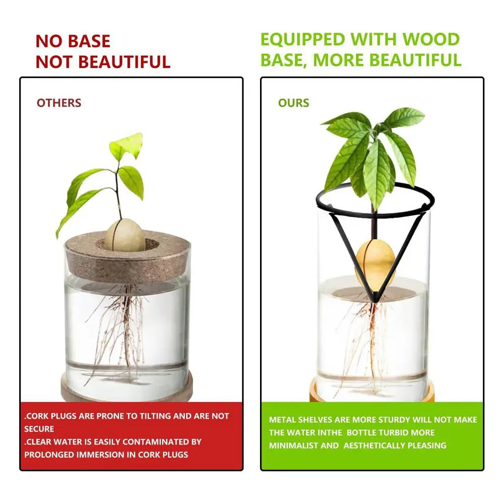 DecorBites™ 3-Piece Clear Glass Hydroponic Avocado Planting Set