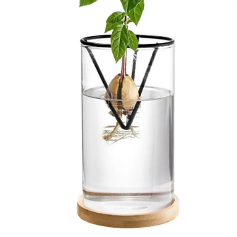 DecorBites™ 3-Piece Clear Glass Hydroponic Avocado Planting Set