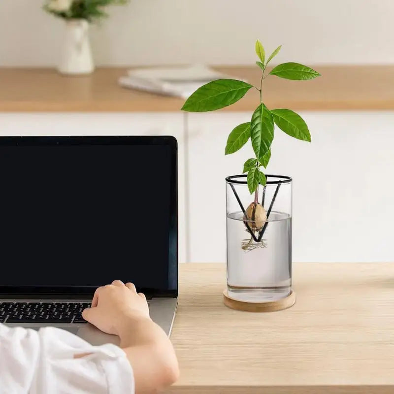 DecorBites™ 3-Piece Clear Glass Hydroponic Avocado Planting Set