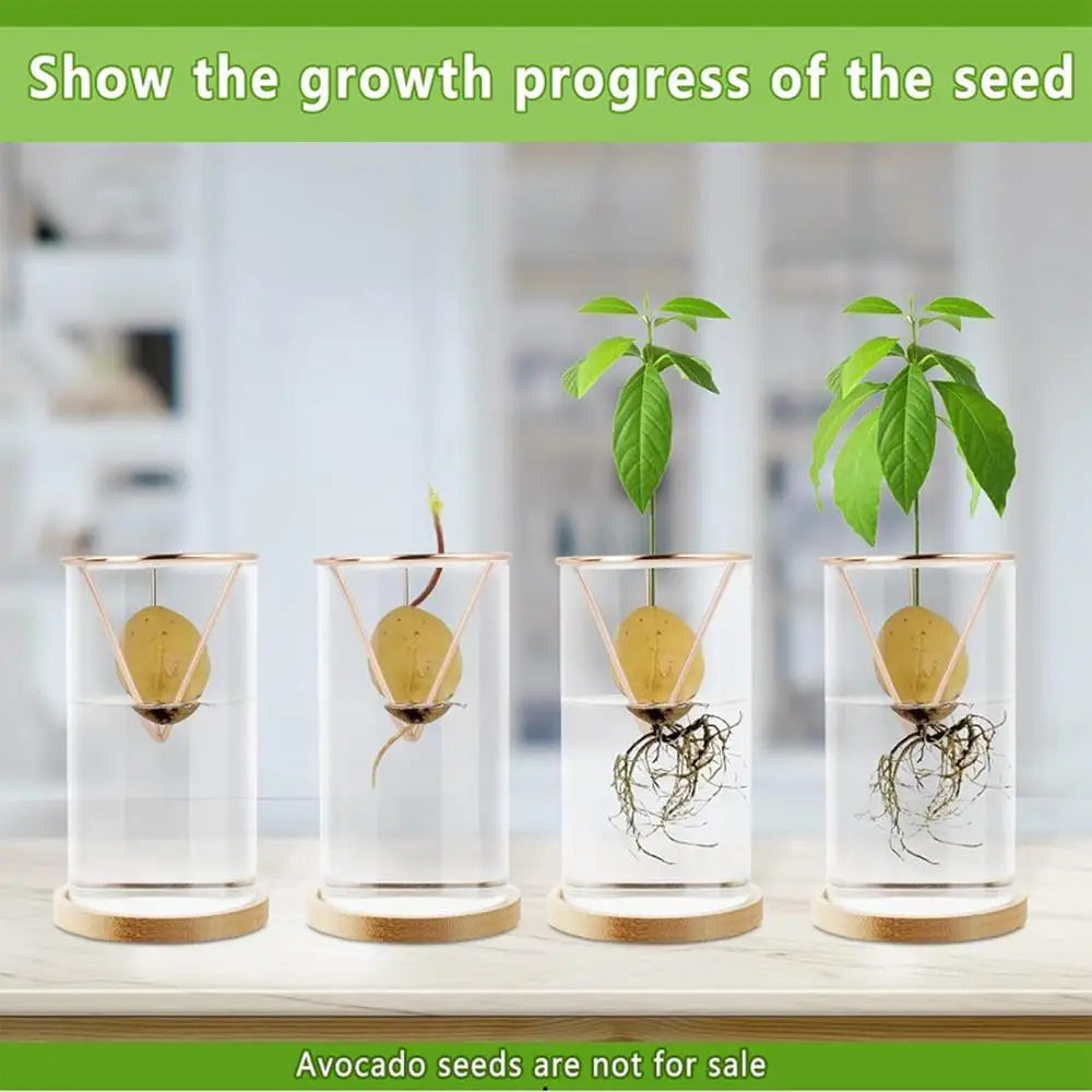 DecorBites™ 3-Piece Clear Glass Hydroponic Avocado Planting Set