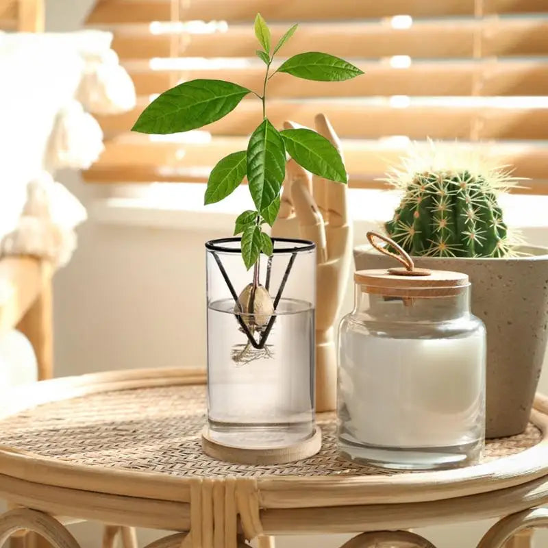 DecorBites™ 3-Piece Clear Glass Hydroponic Avocado Planting Set