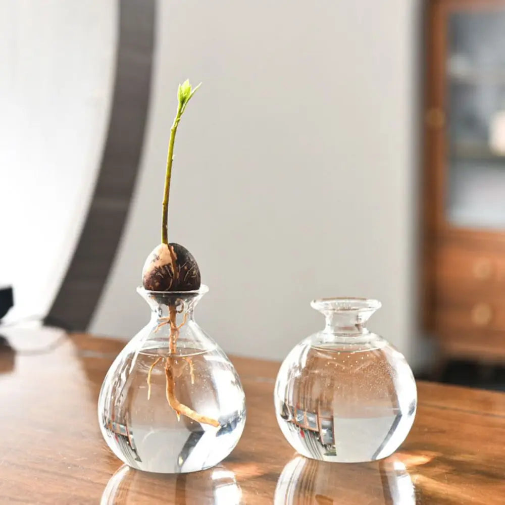 DecorBites™ Hydroponic Avocado Starter Kit - Gift-ready