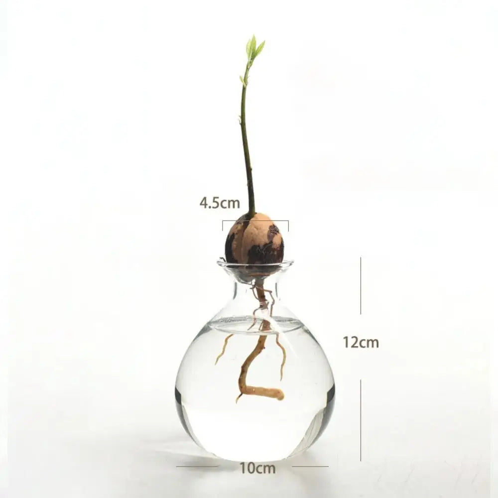 DecorBites™ Hydroponic Avocado Starter Kit - Gift-ready