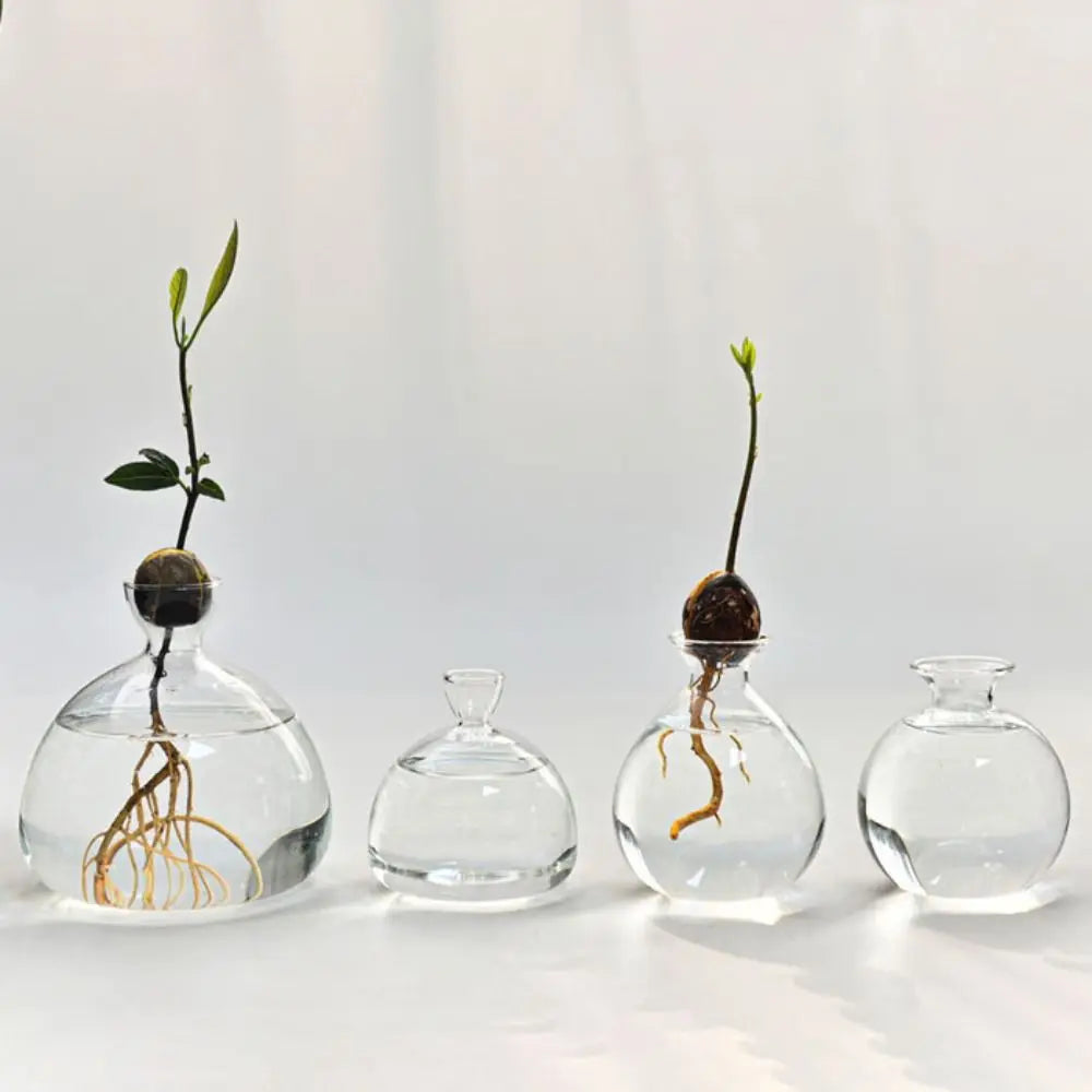 DecorBites™ Hydroponic Avocado Starter Kit - Gift-ready