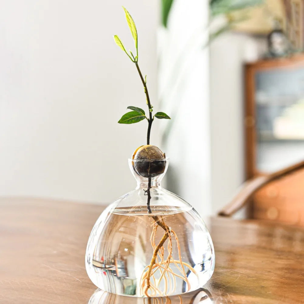DecorBites™ Hydroponic Avocado Starter Kit - Gift-ready