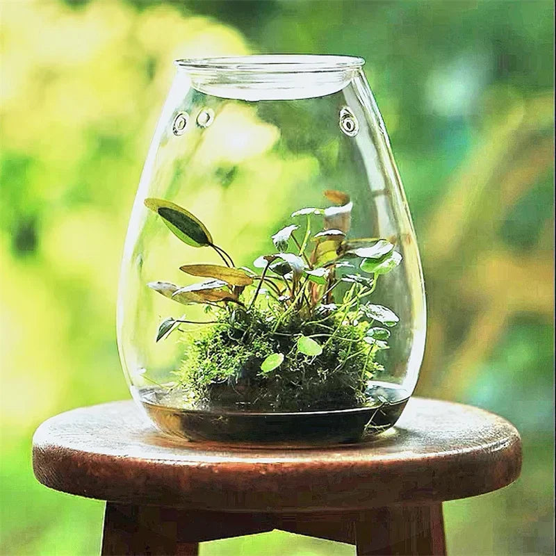 DecorBites™ Mini Glass Terrarium for Succulents and Moss