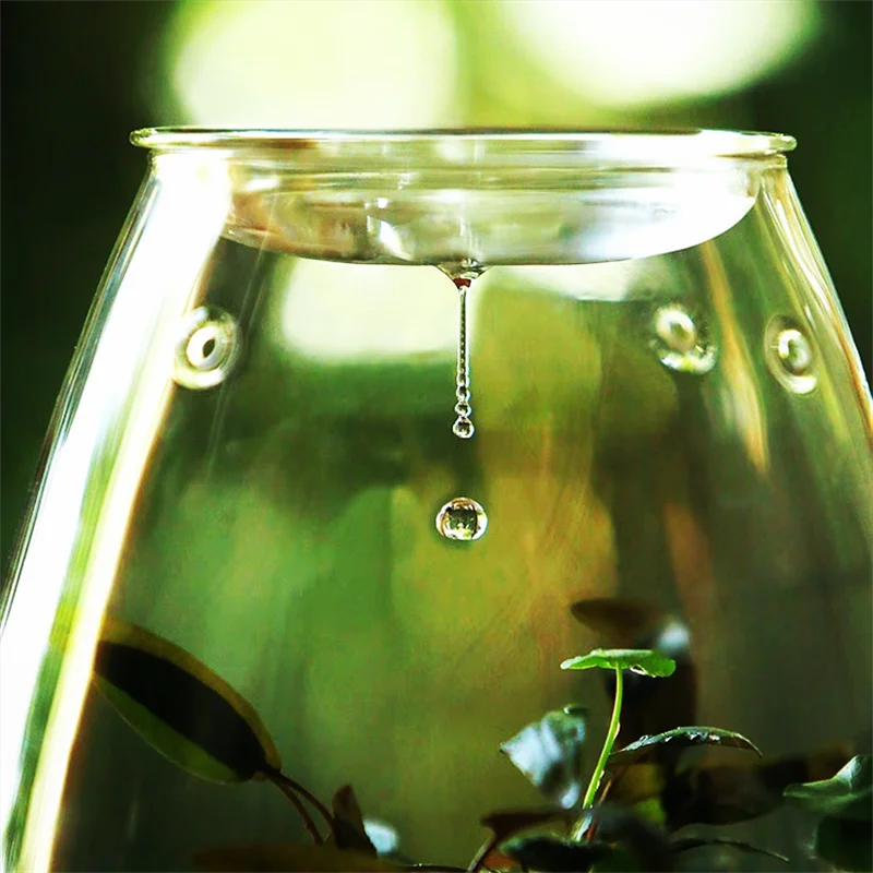 DecorBites™ Mini Glass Terrarium for Succulents and Moss