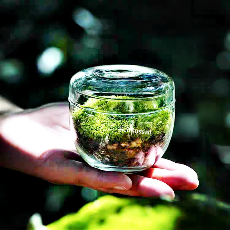 DecorBites™ Mini Moss Glass Vase Plant Terrarium