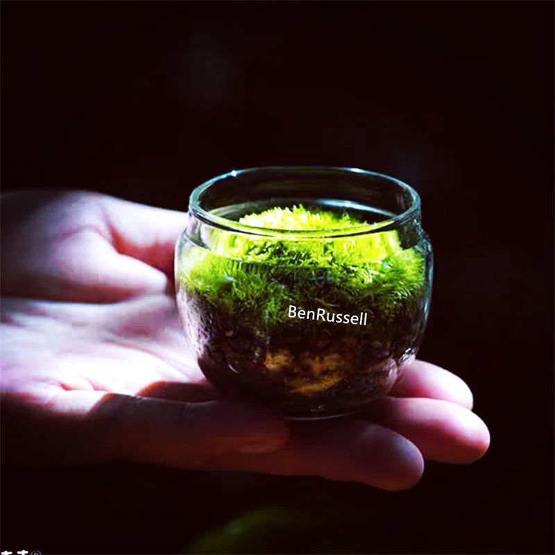 DecorBites™ Mini Moss Glass Vase Plant Terrarium