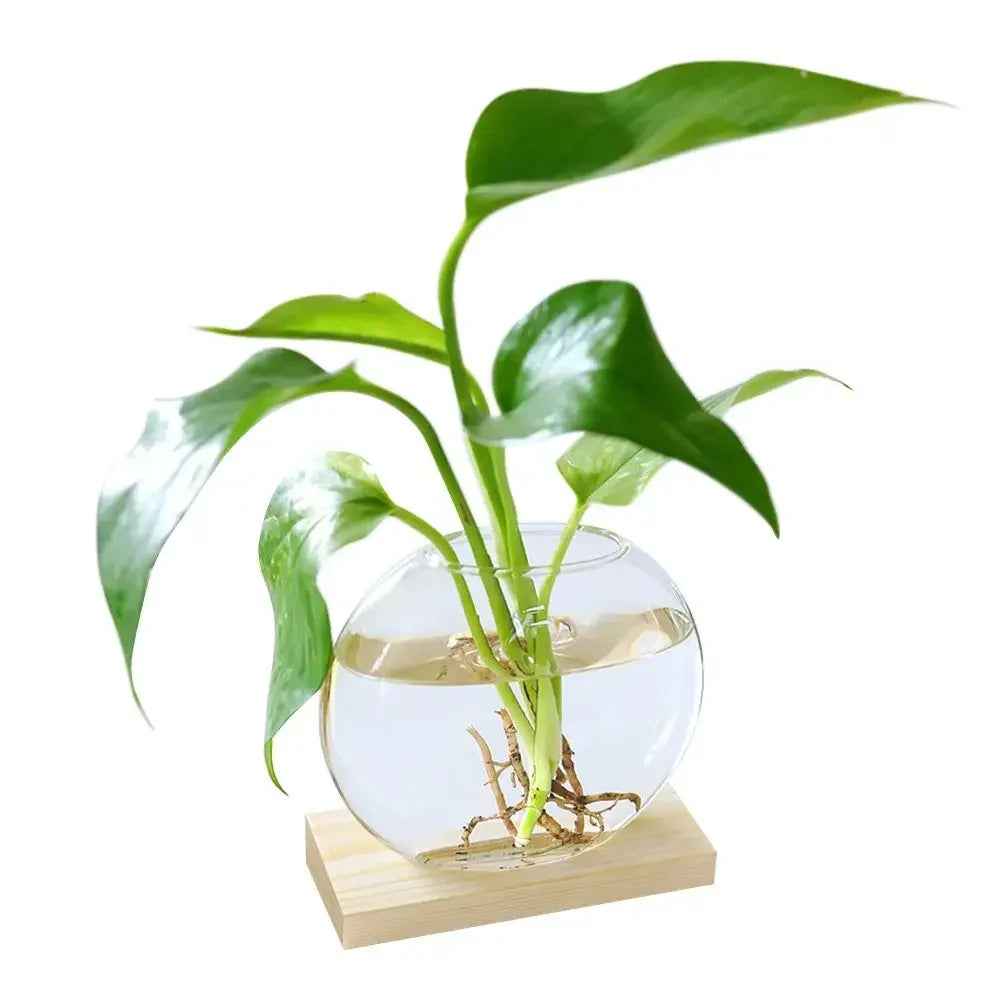 DecorBites™ Transparent Avocado Seed Starter Vase