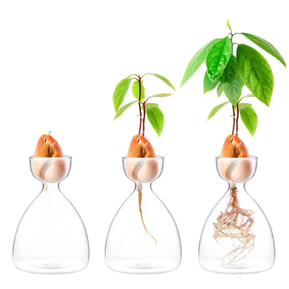 DecorBites™ Transparent Avocado Seed Starter Vase