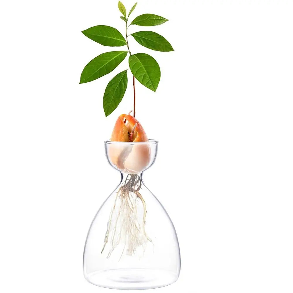 DecorBites™ Transparent Avocado Seed Starter Vase