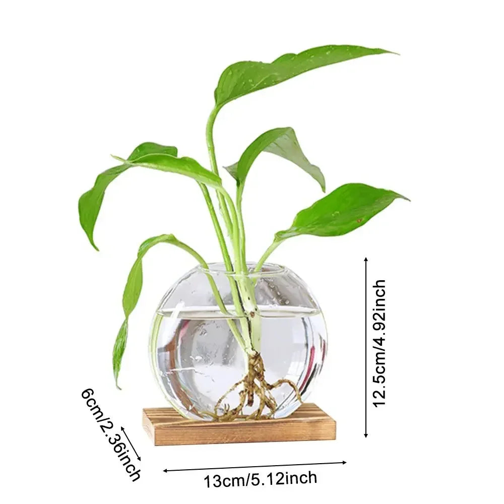 DecorBites™ Transparent Avocado Seed Starter Vase