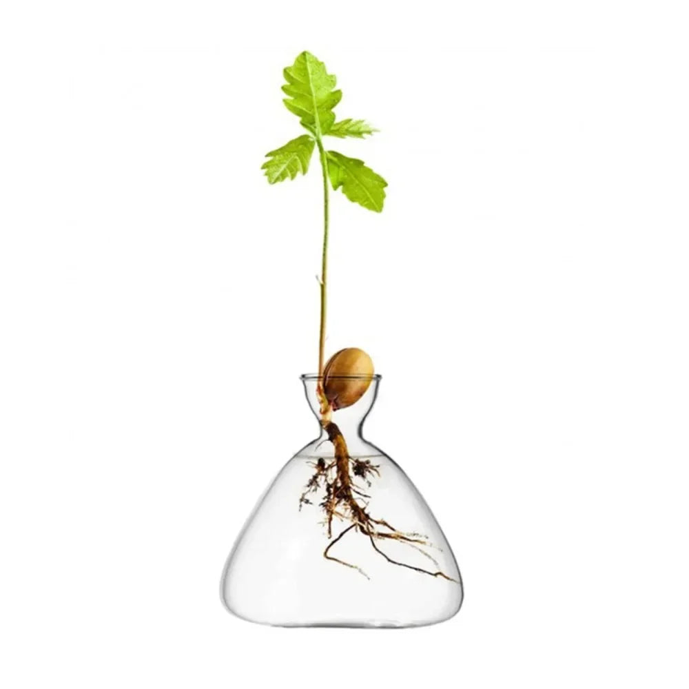 DecorBites™ Transparent Avocado Seed Starter Vase