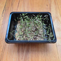 Dill