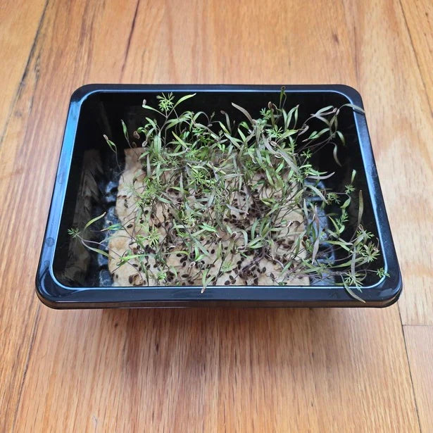 Dill