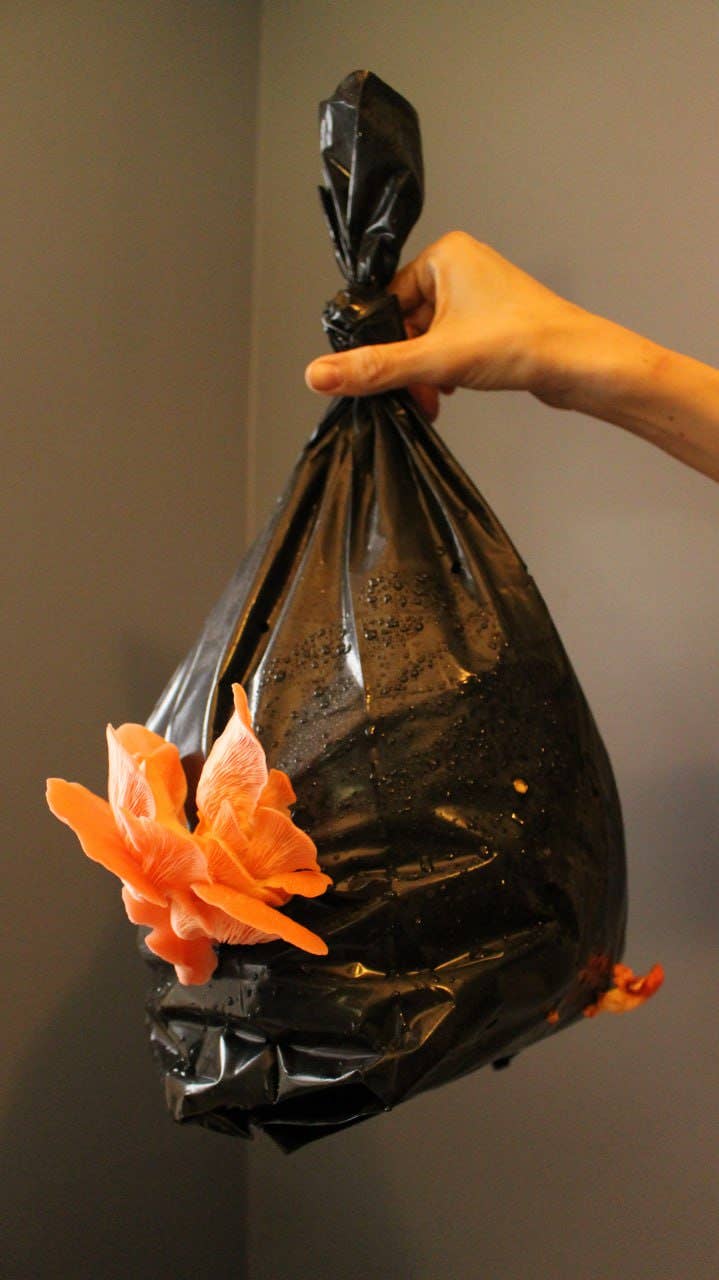 Pink Oyster Mushroom Growing Kit