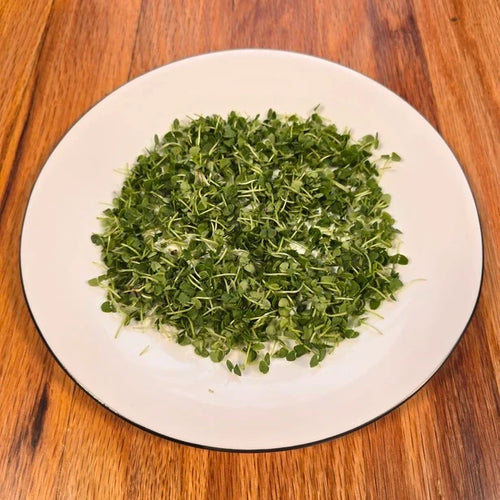 Basil (Genovese)