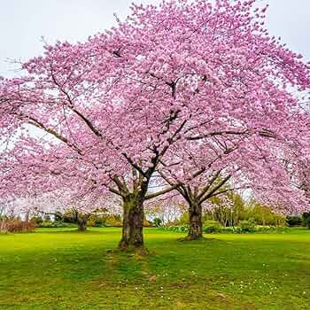 20 Japanese Cherry Blossom Tree Seeds (Prunus serrulata) | Pink Flowering Sakura Bonsai, Beautiful Spring Blooms, Ornamental Tree