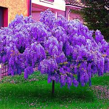 5 Chinese Blue Wisteria (Wisteria sinensis) Seeds - Fast-Growing Climbing Vine, Hardy Perennial