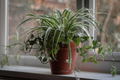 10 Spider Plants, Unrooted Cuttings, Chlorophytum comosum, Easy Care Indoor Air Purifier