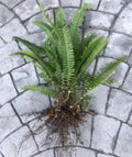 Boston Sword Ferns Bundle - 12 Live Bare Root Plants - Air Purifier - Nephrolepis exaltata