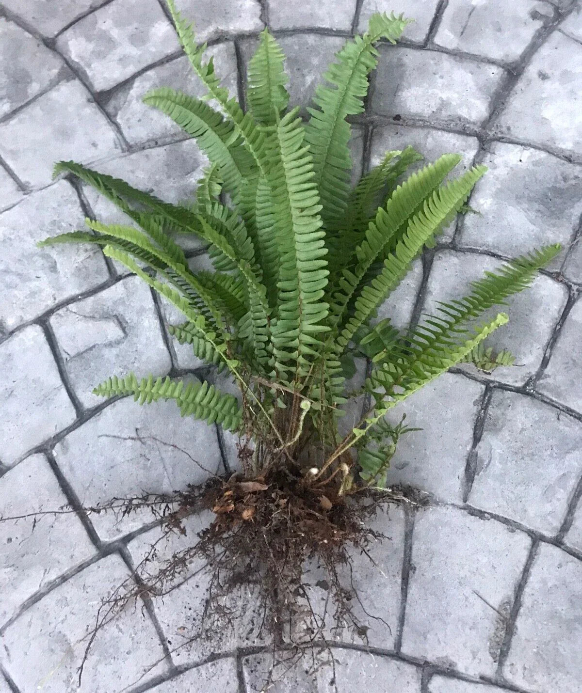 Boston Sword Ferns Bundle - 12 Live Bare Root Plants - Air Purifier - Nephrolepis exaltata