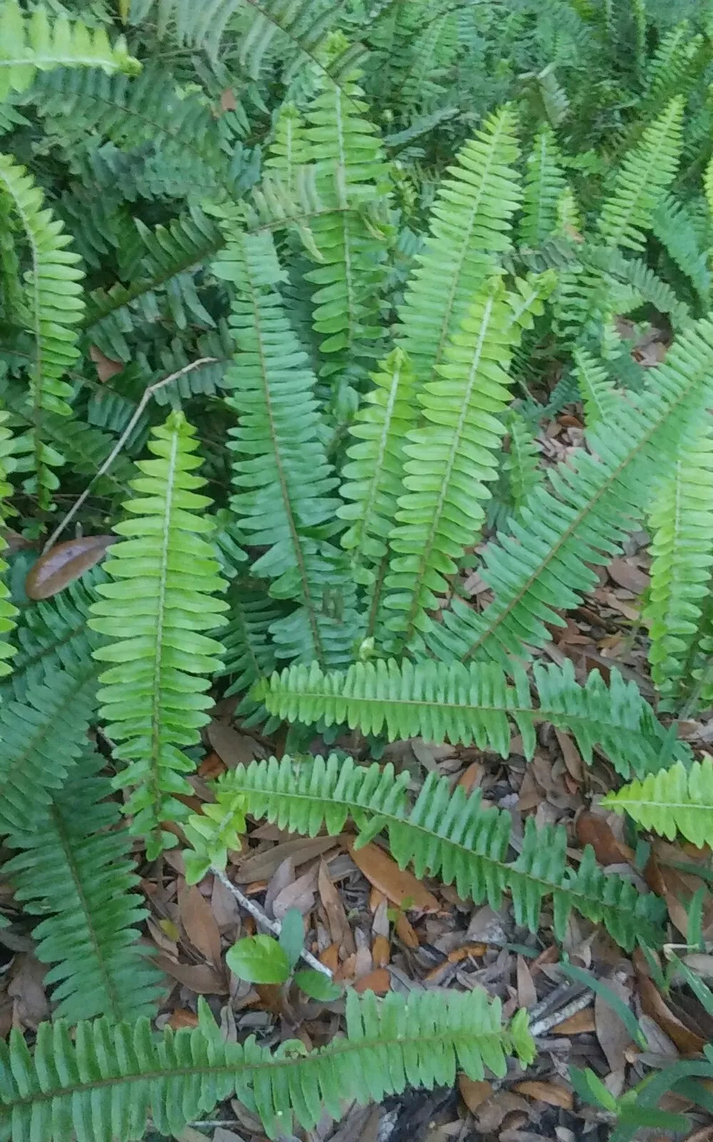 10 Rooted Live Boston Fern Plants, Tropical Garden, Organic, Evergreen, Nephrolepis exaltata