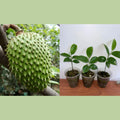 1 Live Soursop Plant 5-7” Tall - Annona Muricata - Tropical Fruit - Guanabana - Indoor/Outdoor Gardening