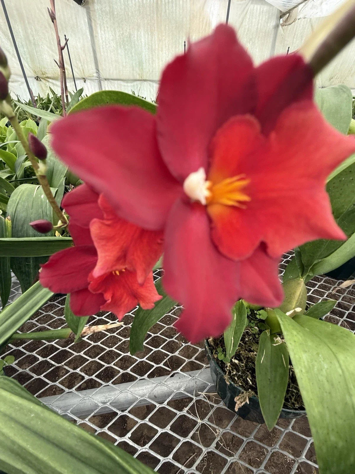 Mixed Orchid Plants 12 Bulbs Surprise Variety No Tags - Perfect for Gardens and Indoor Decor (Orchidaceae)